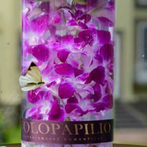 amor en purpura flores orquideas arreglo