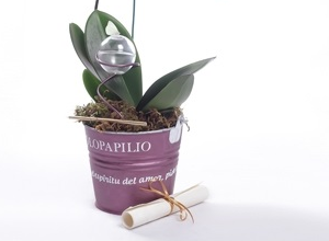 orquideas papilio del deseo